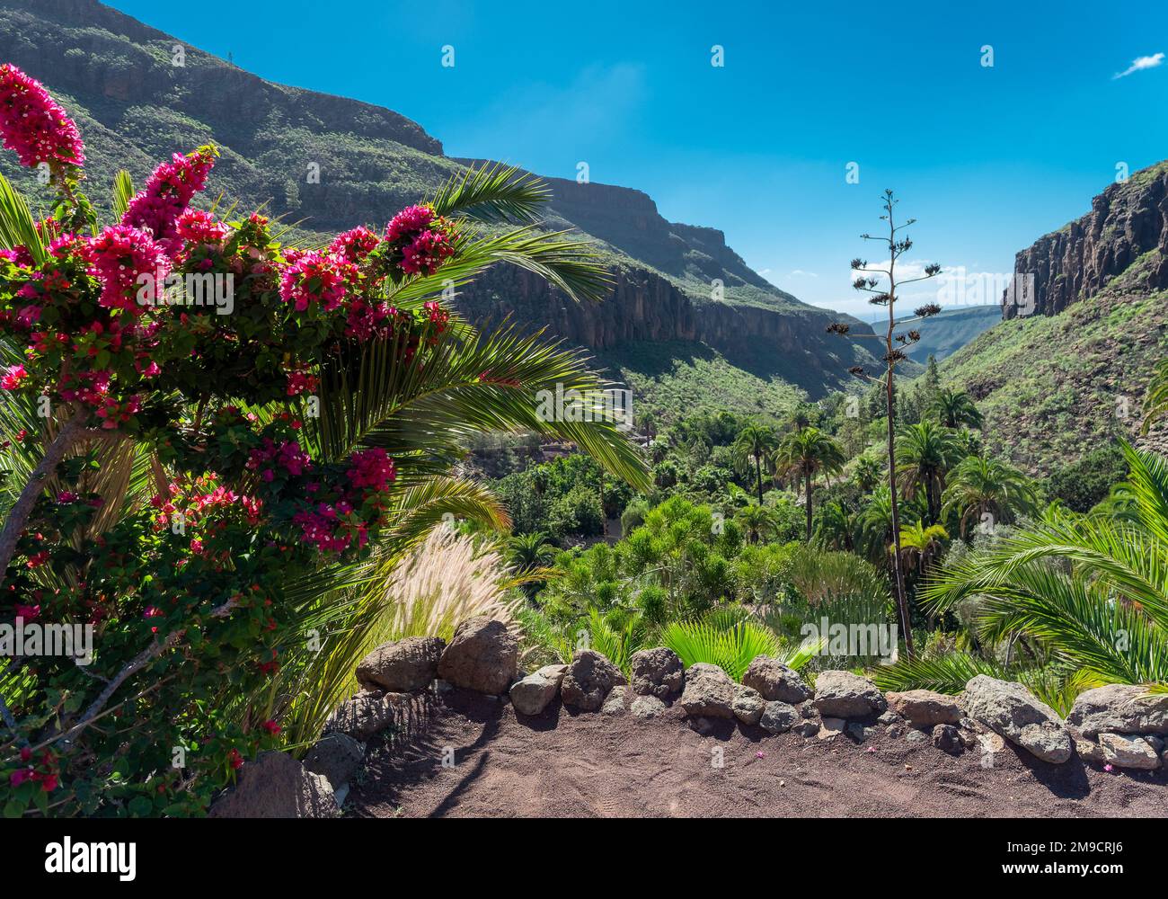 View of the tropical forest and nature, with red flowers and green vegetation on top of mountains in Las Palmas de Gran Canaria island in the summertime Stock Photo