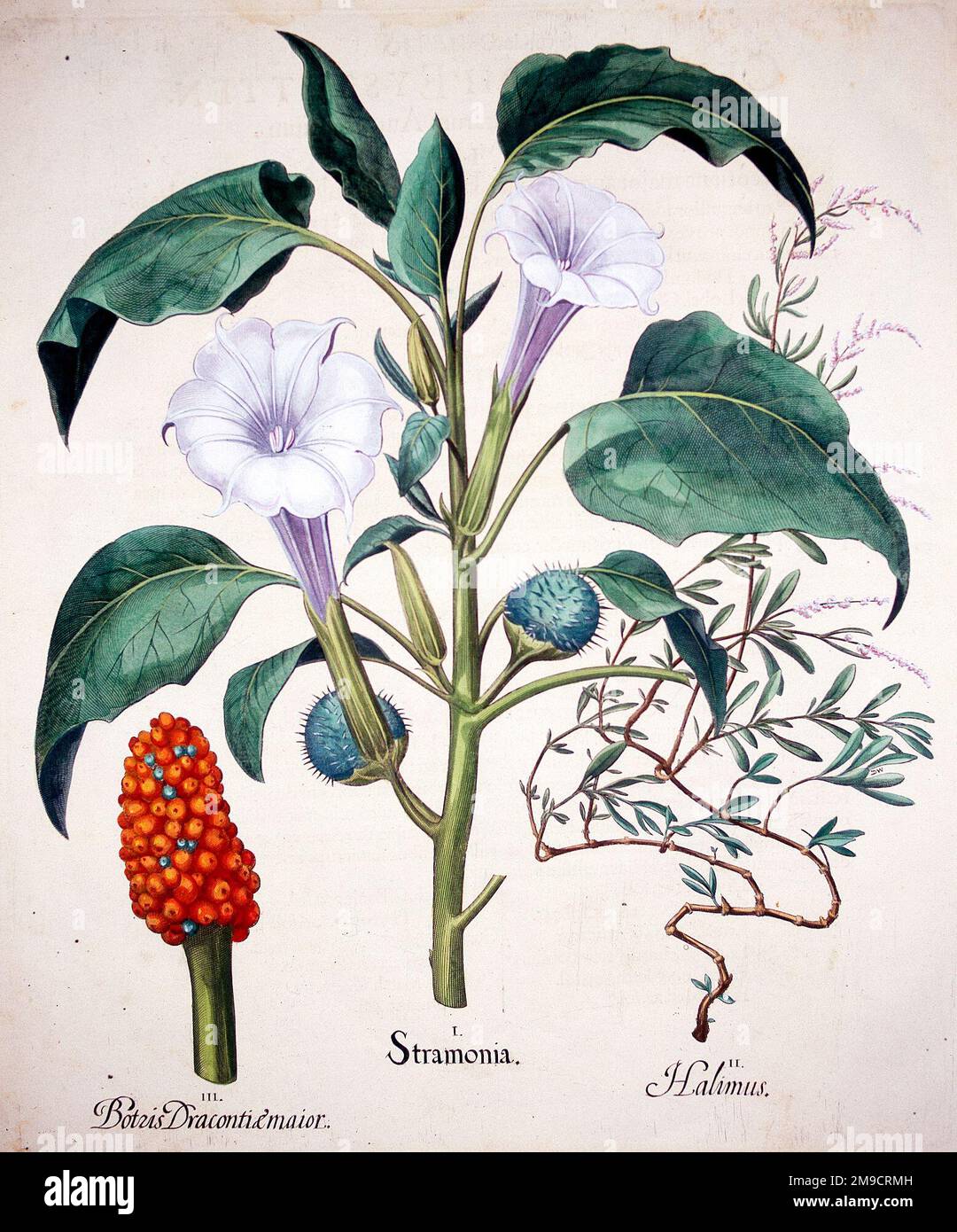 Stramonia hi-res stock photography and images - Alamy