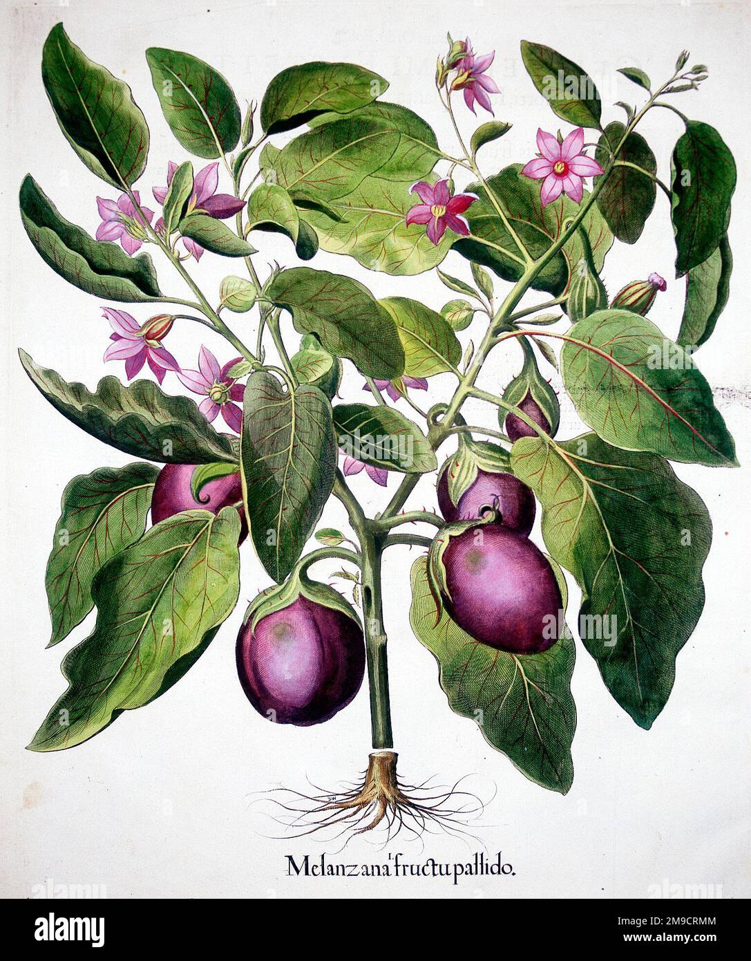 Hortus Eystettensis - Melanzana Fructu Pallido - Aubergine Stock Photo
