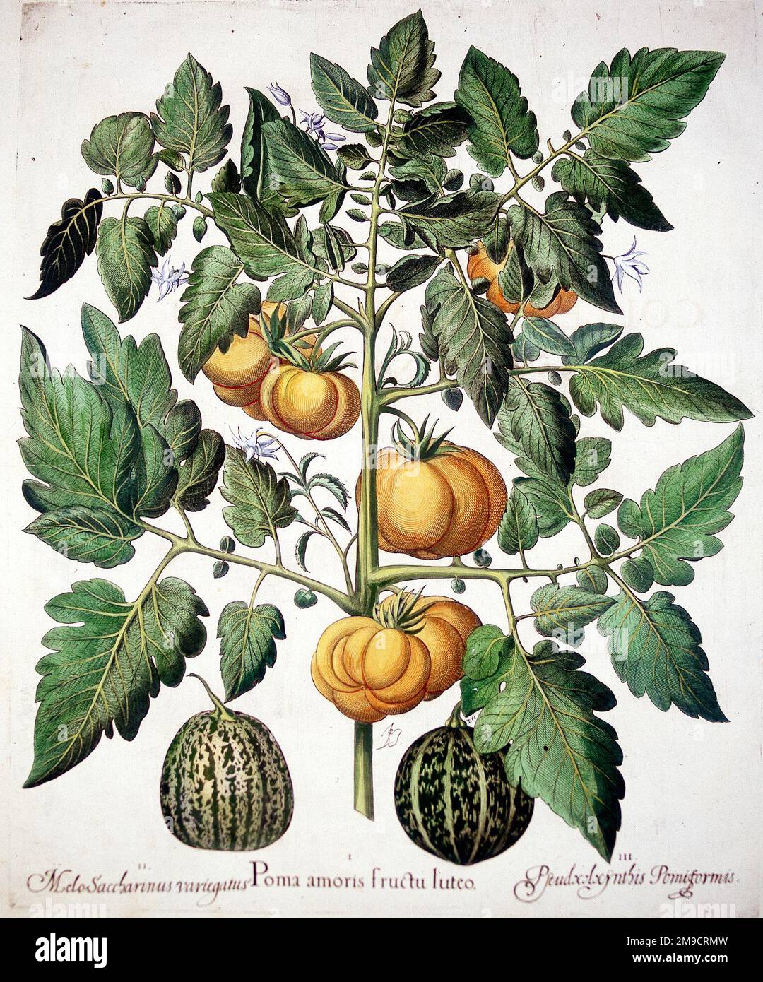 Hortus Eystettensis - Poma Amoris Fructu Luteo - Tomatoes and Melons Stock Photo