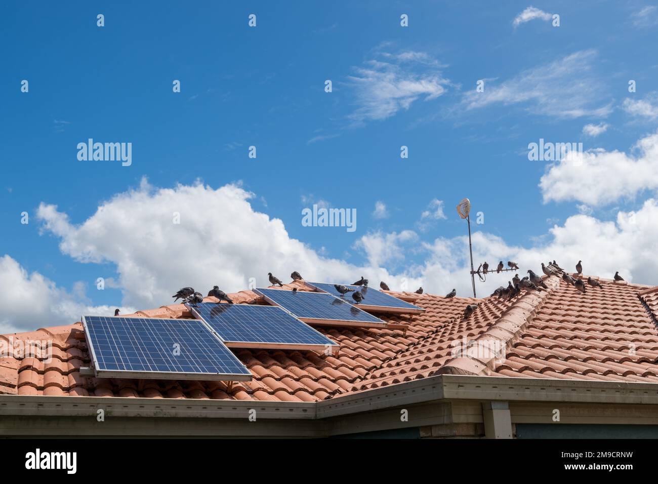 Solar panels on the roof of a house covered with pigeon droppings and roosting pigeons Stock Photo