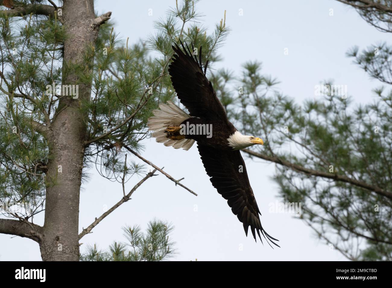 American bald Eagle in flight after leaving a tree Stock Photo