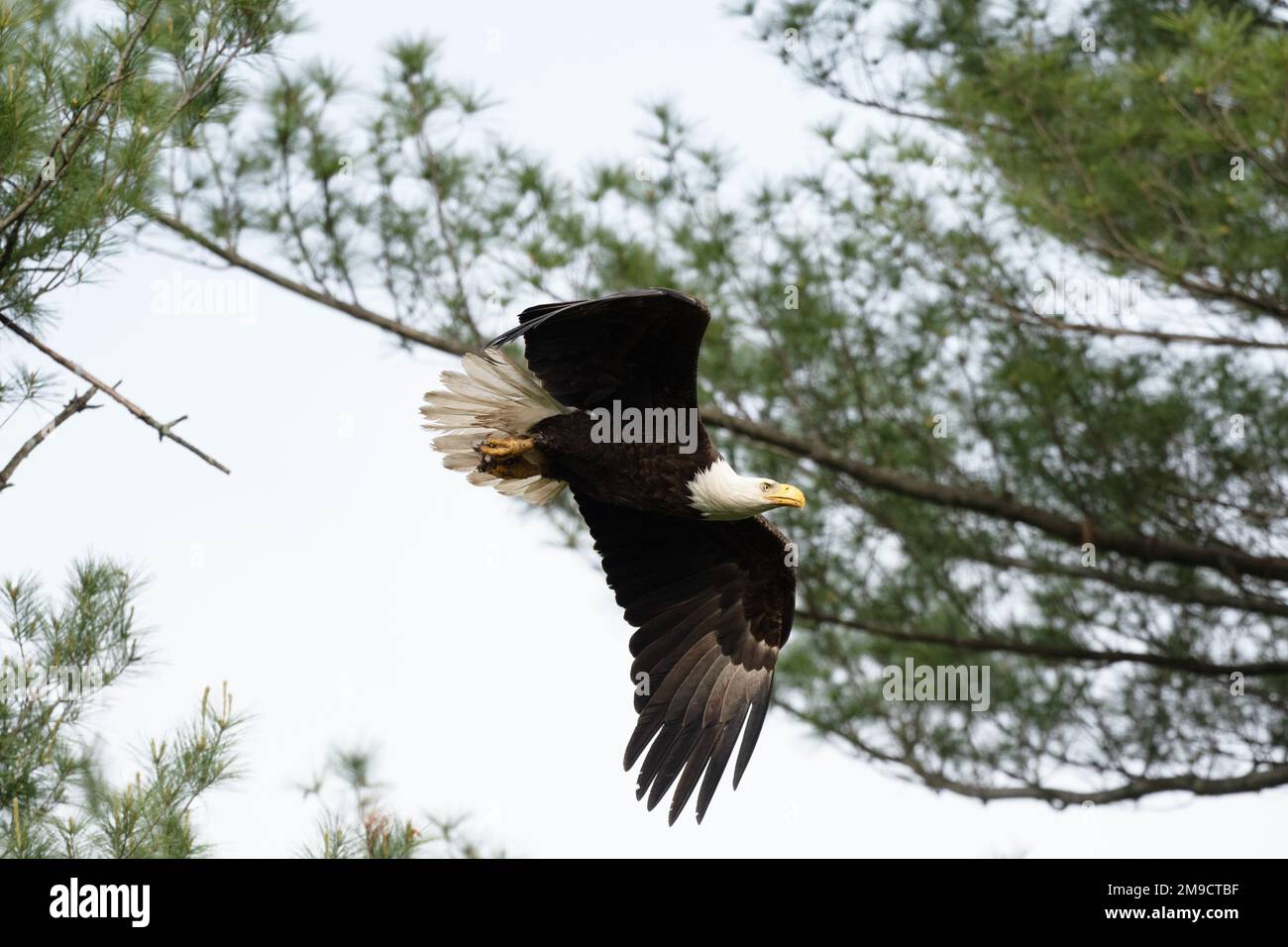 American bald Eagle in-flight after leaving entry post Stock Photo