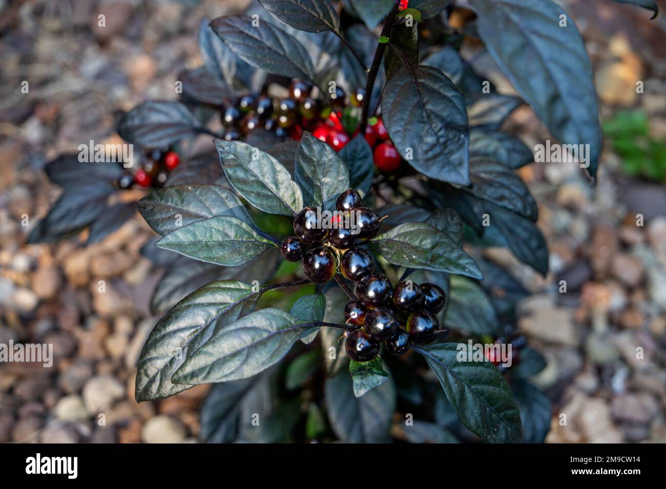Black Pearl Pepper Plant Stock Photo Alamy