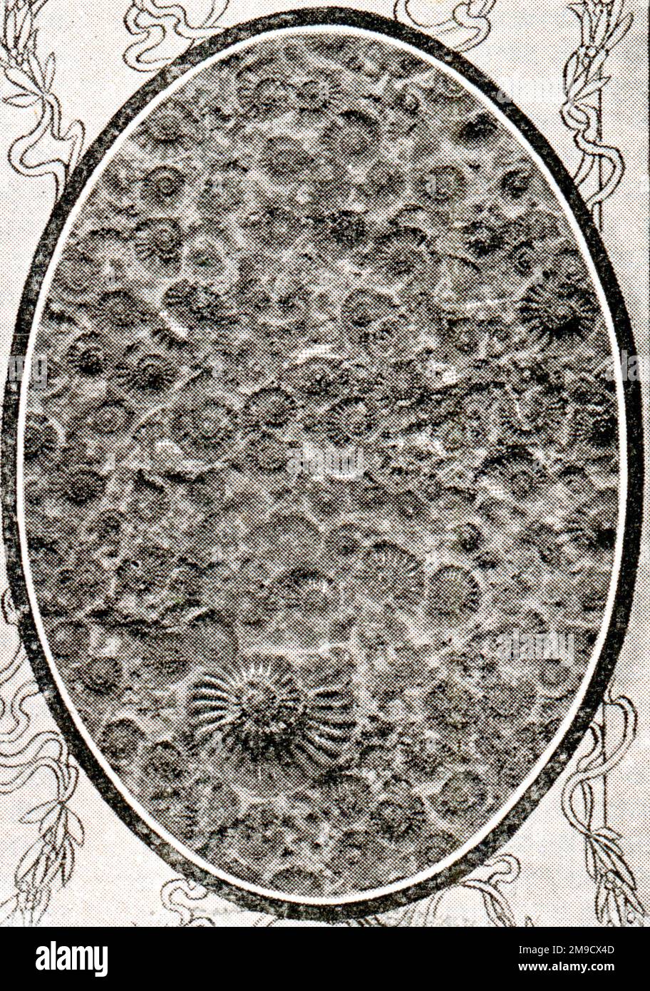 Marstonstone With Fossils In Relief Stock Photo