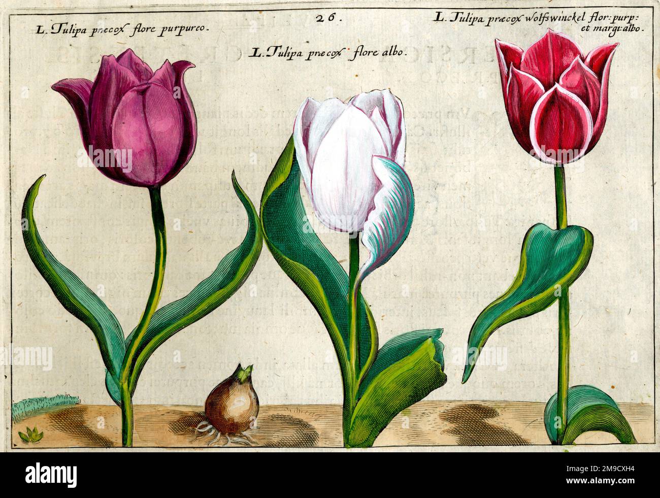 17th century illustration of Flowers, Tulips Stock Photo - Alamy