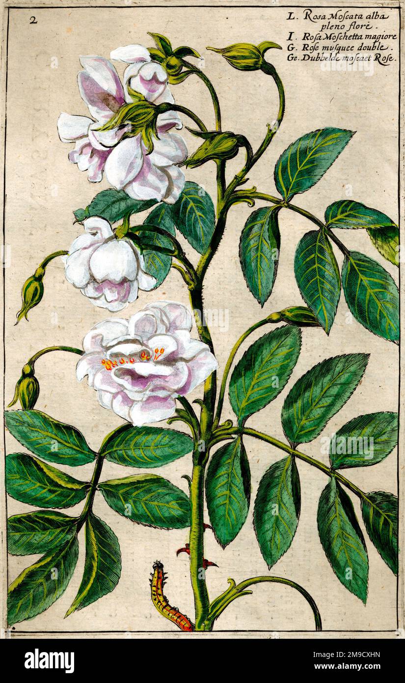 17th century Flowers illustration Rosa Moscata - Musk Rose Stock Photo
