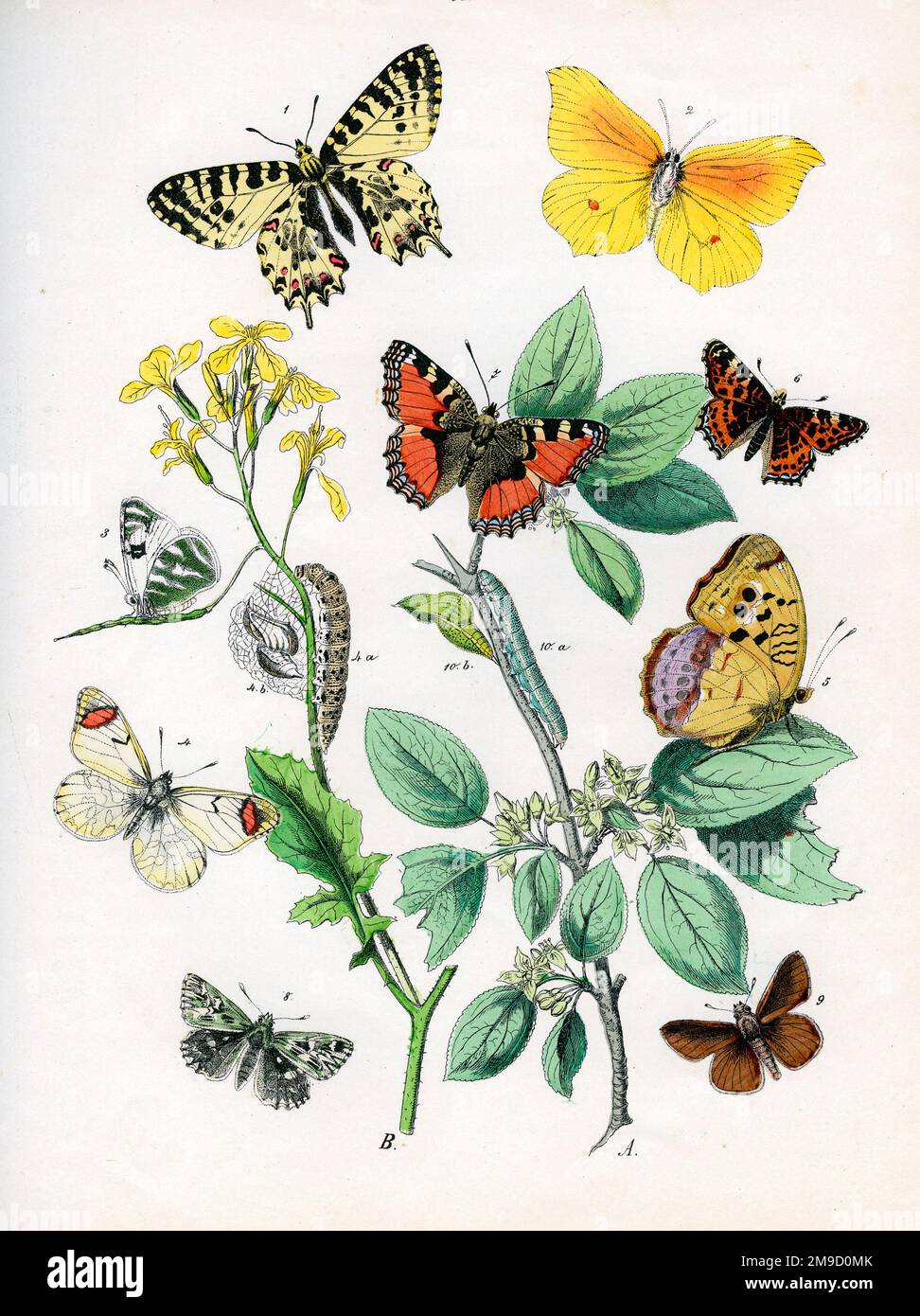 European Moths & Butterflies Stock Photo