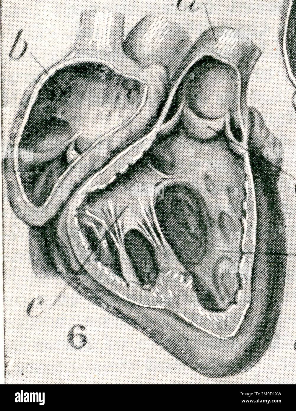 Human Heart - Man Cutaway Stock Photo