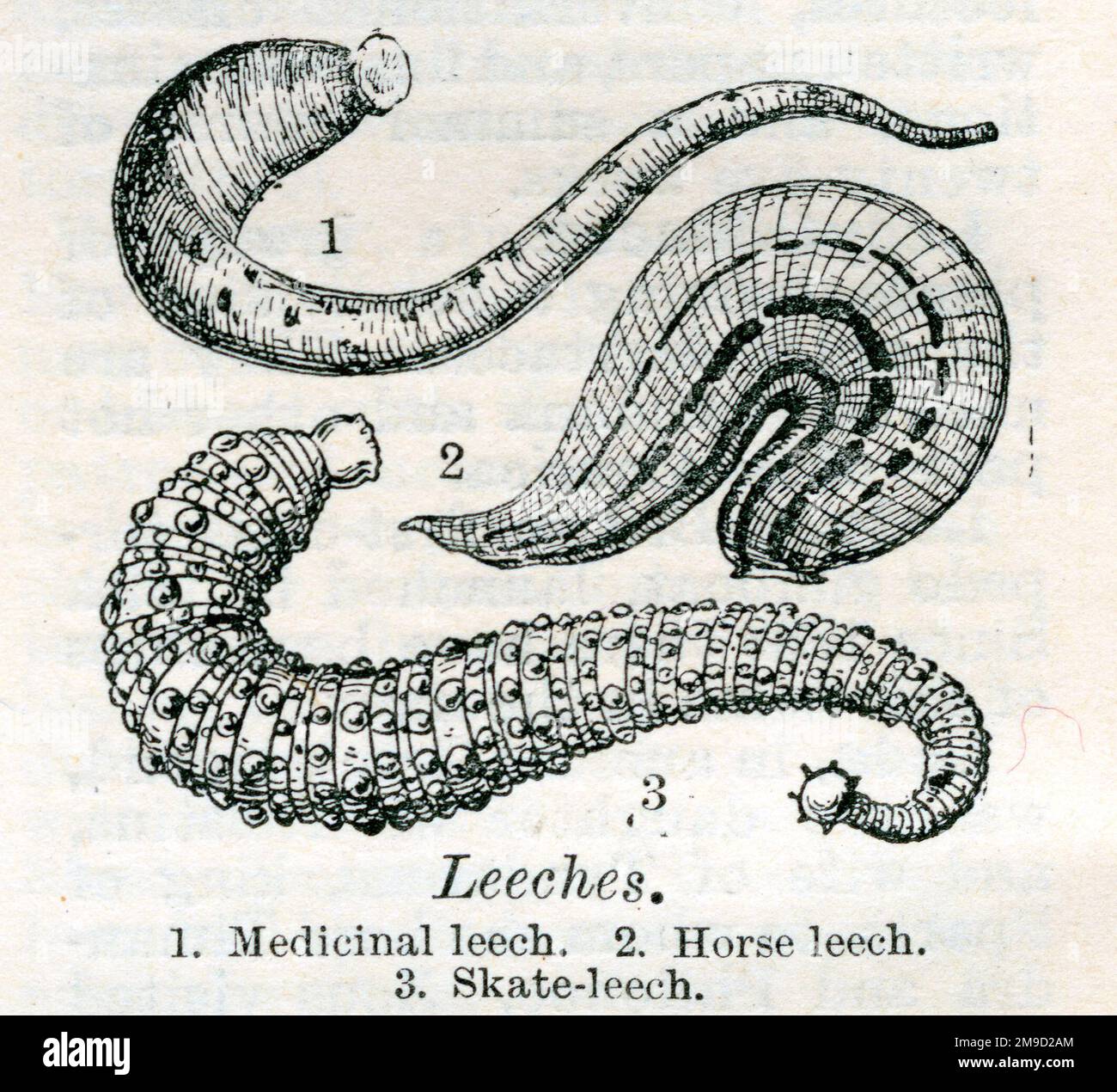 Leeches history hi-res stock photography and images - Alamy