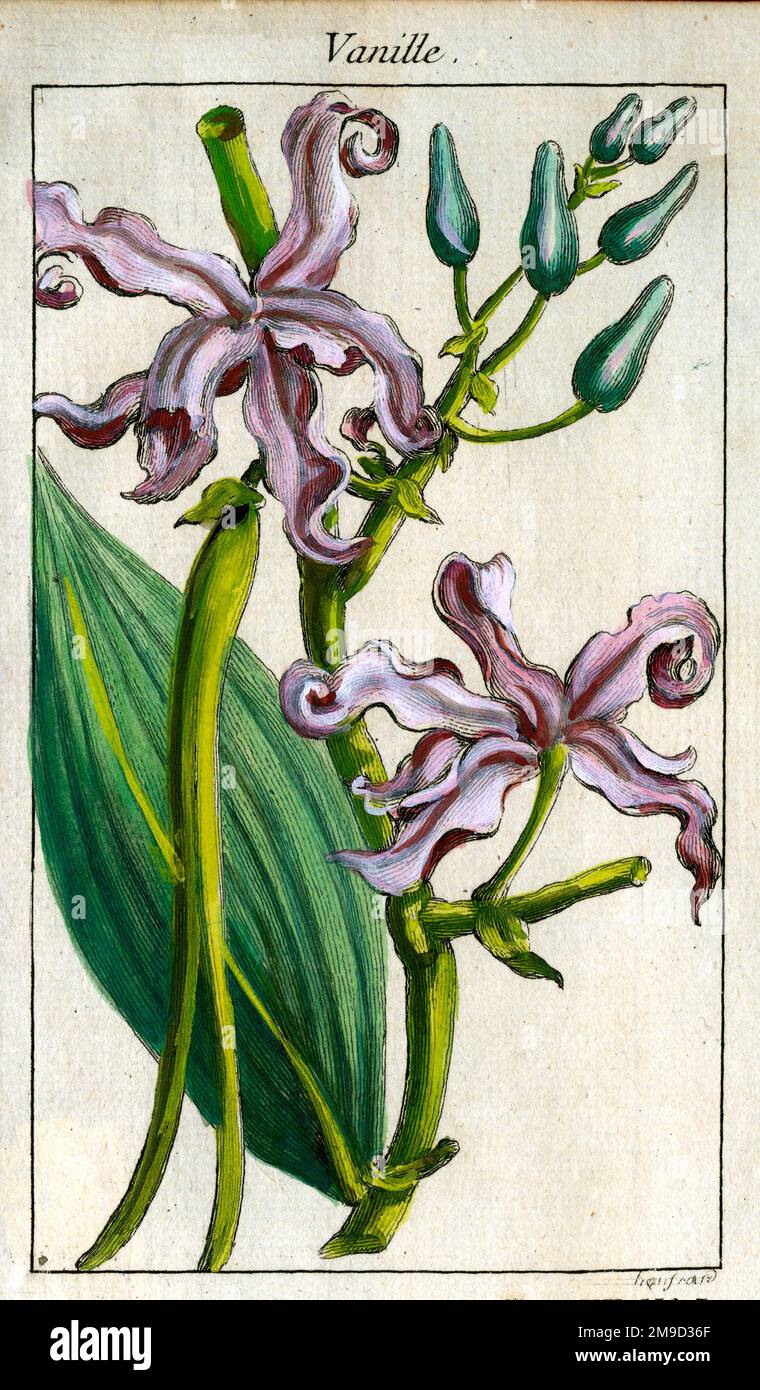 Vanilla Mexico Stock Photo Alamy