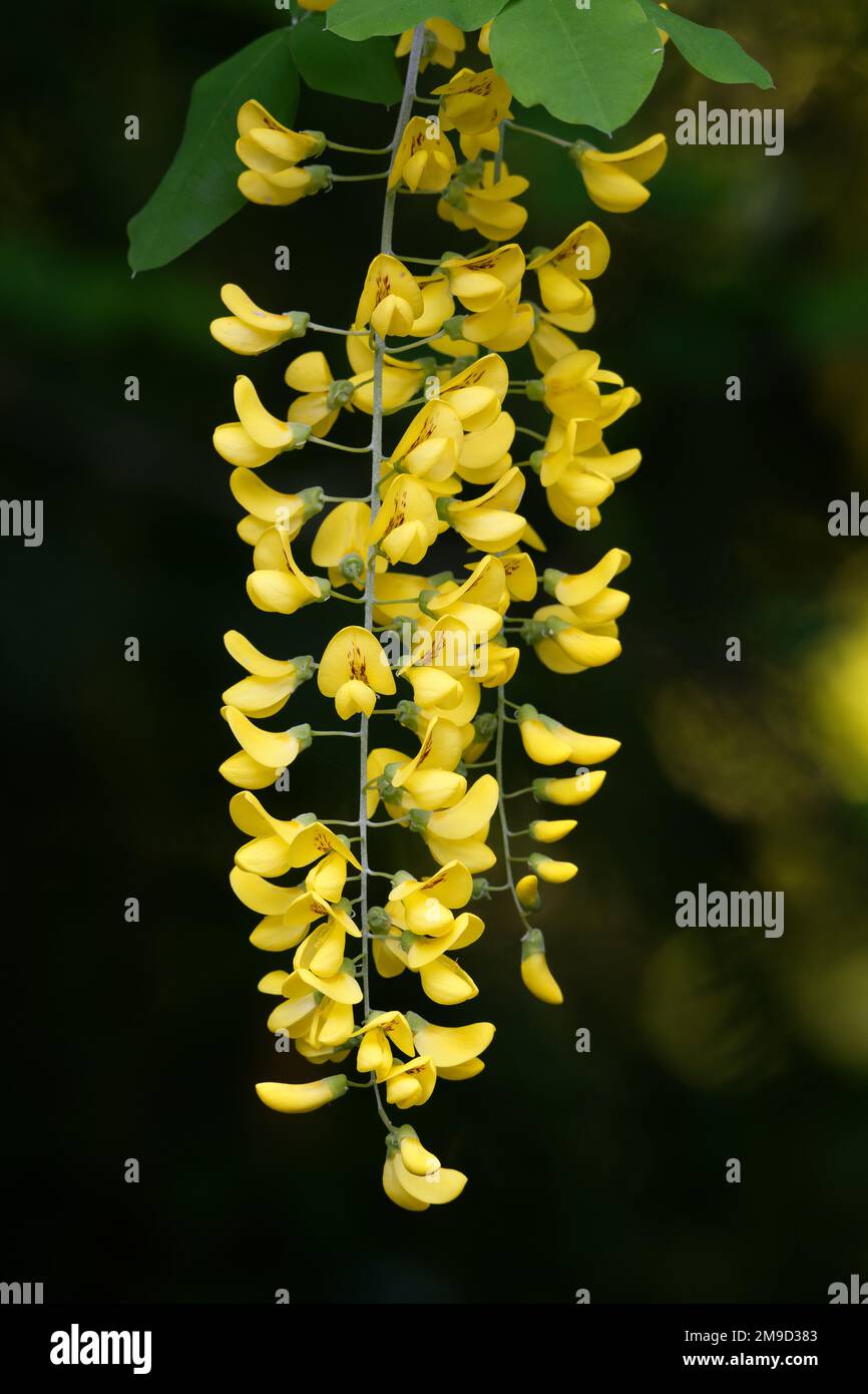laburnum anagyroides details of the flowers from common laburnum in spring Stock Photo