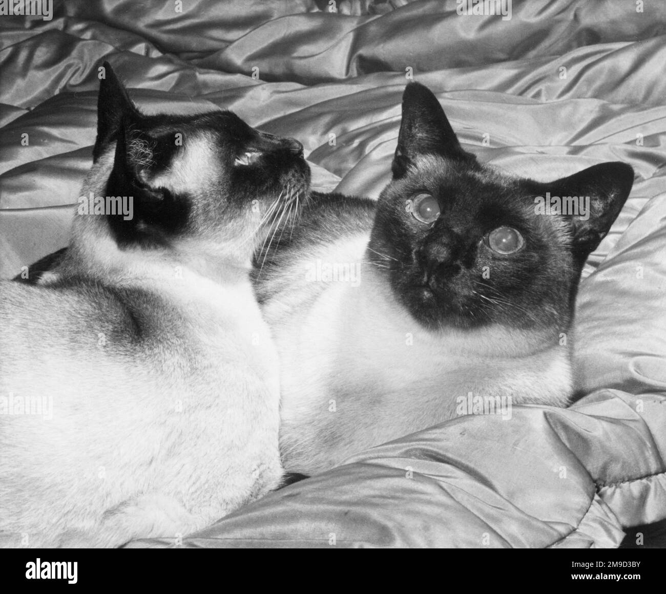 Two Siamese cats sitting on silk. Stock Photo