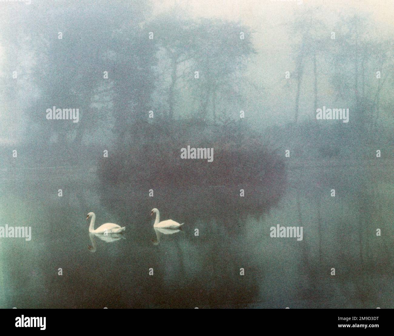 Two swans on a misty lake Stock Photo - Alamy