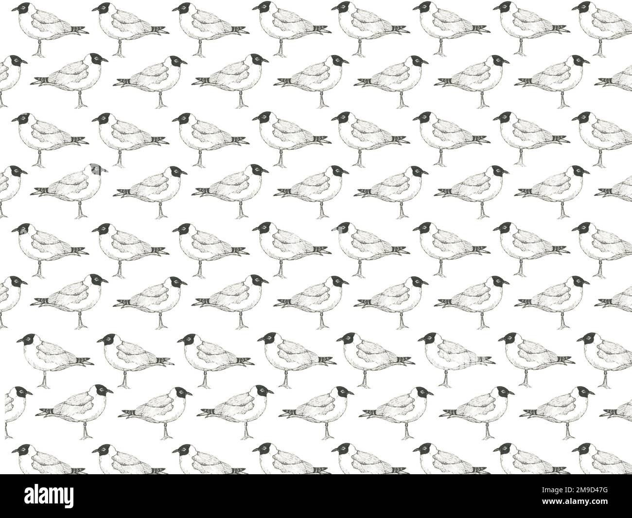 Black Headed gull repeating pattern Stock Photo - Alamy