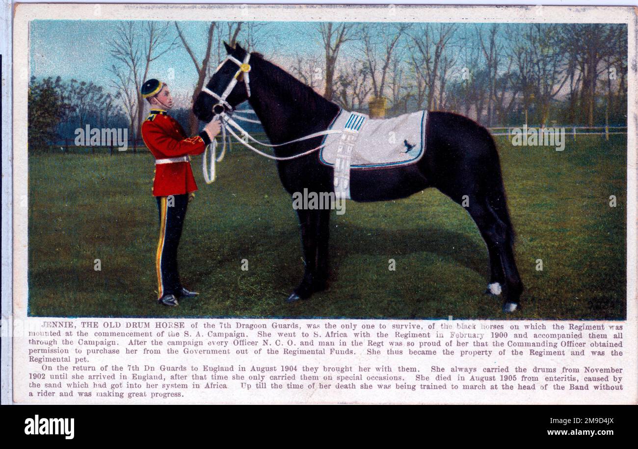 Jennie served with the 7th Dragoons and was the only one of the black horses that the Regiment had at the start of the Second Boer War that survived. Stock Photo