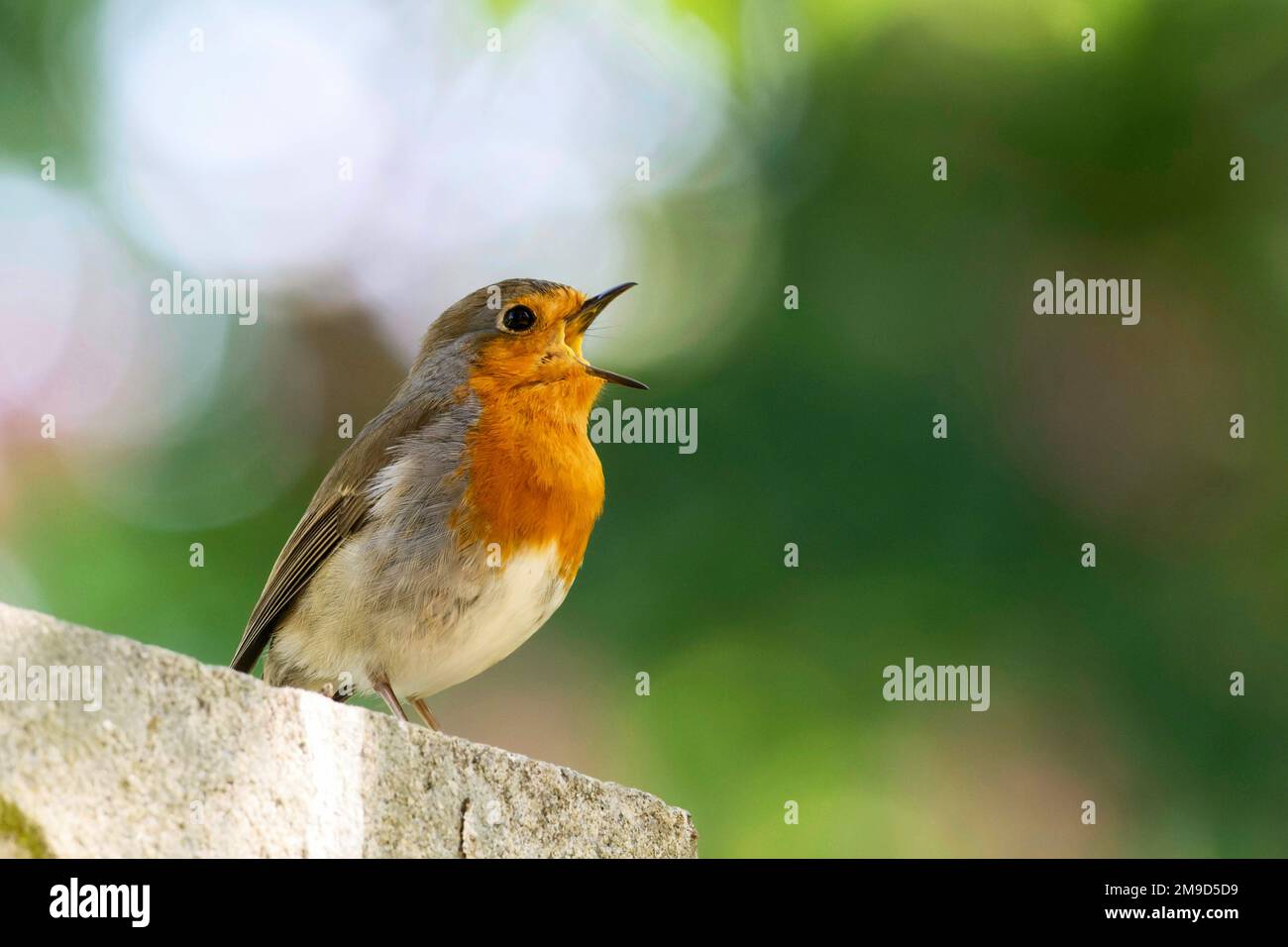 a robin is happy about the spring and sings with his beak wide open Stock Photo