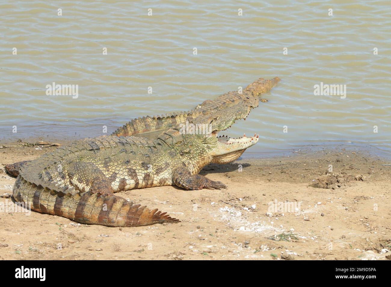 Sri Lankan Crocodile in the wilderness. Visit Sri Lanka Stock Photo - Alamy