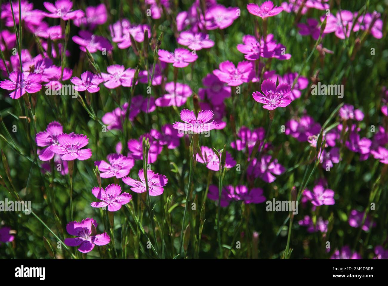 Maiden pink flowers, Dianthus deltoides in summer garden Stock Photo