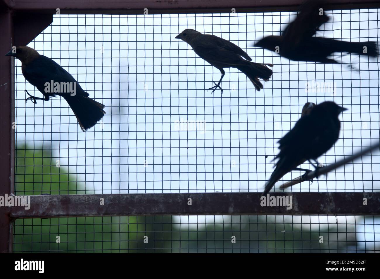 Dispersed nests hi-res stock photography and images - Alamy