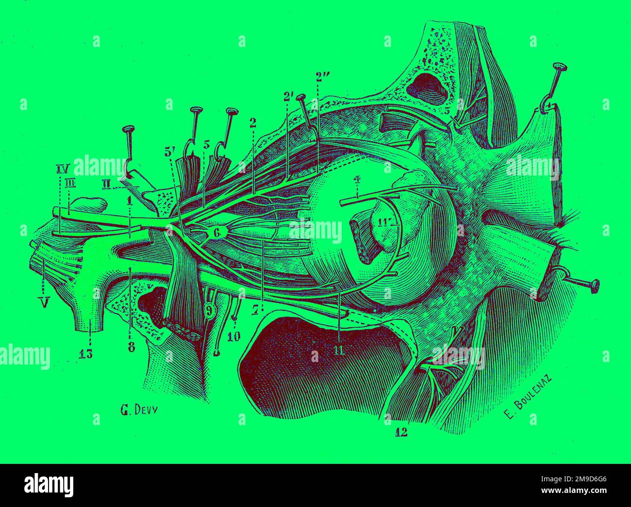 Eye blood vessels, illustration Stock Photo Alamy