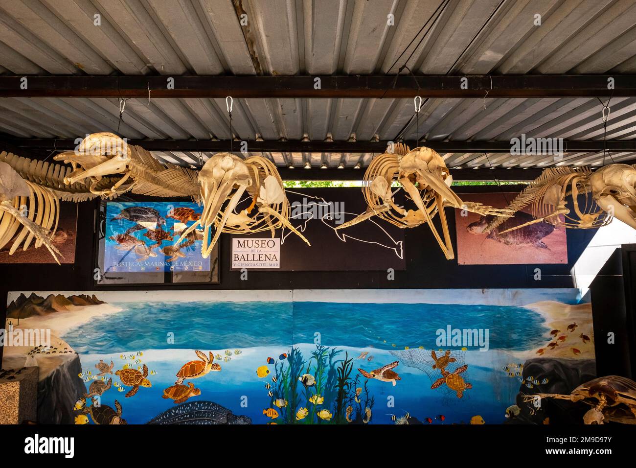 Dolphin skeletons on display at the Museo de la Ballena, La Paz, Baja California, Mexico Stock Photo