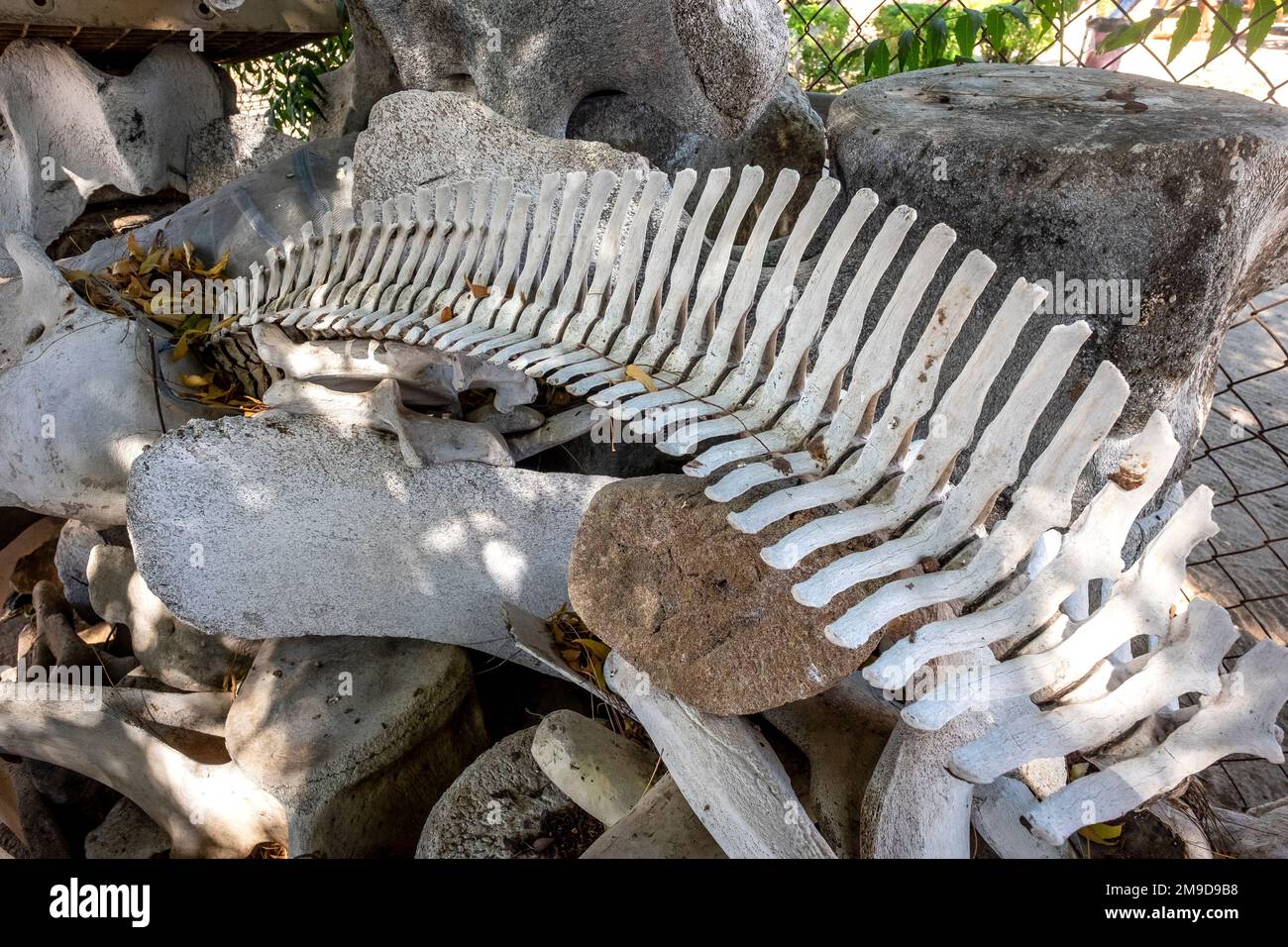 Whale bones on display at the Museo de la Ballena, La Paz, Baja California, Mexico Stock Photo