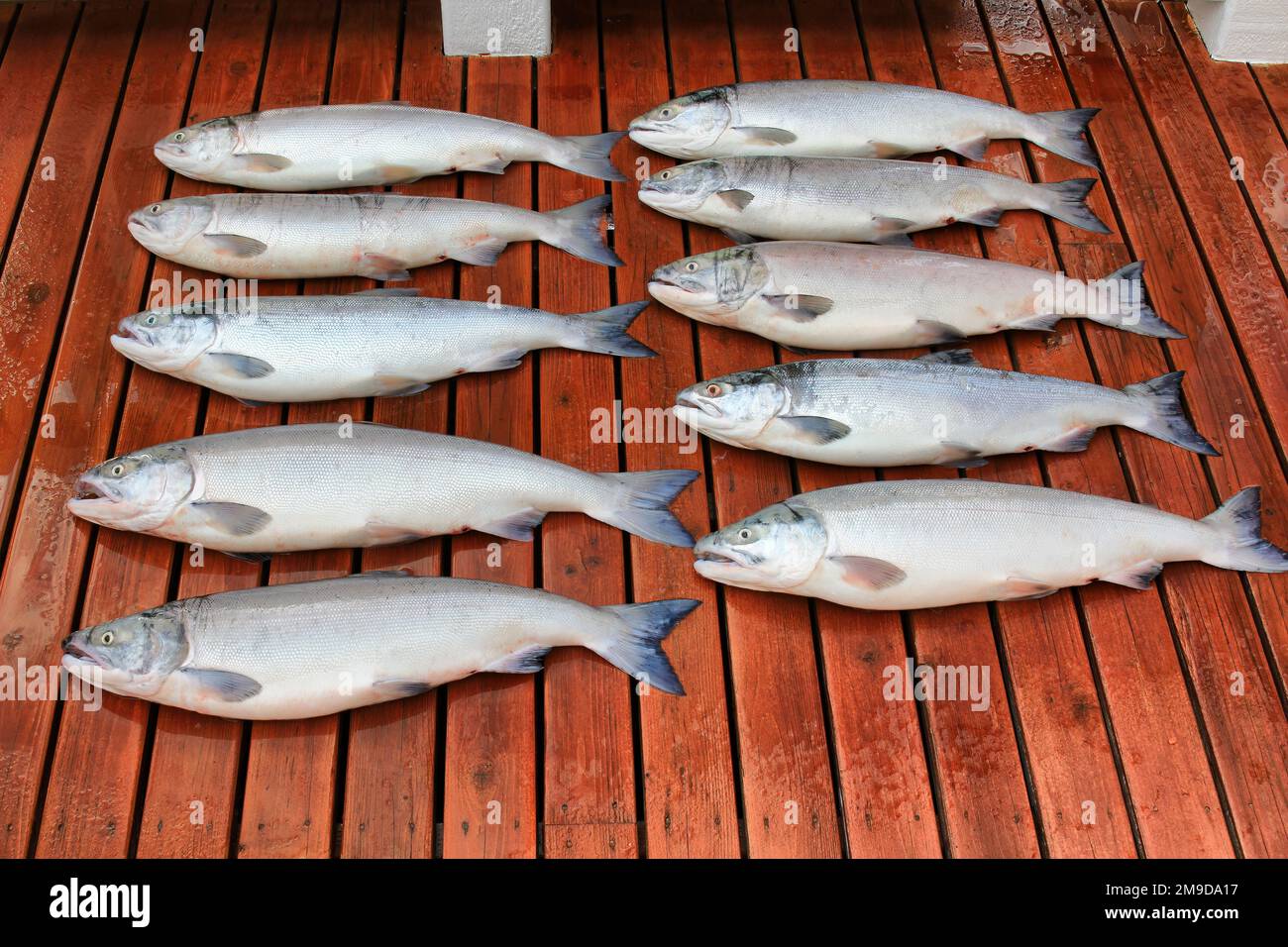 Fresh whole red or sockeye salmon fish laying on wooden cedar deck ready to clean Stock Photo
