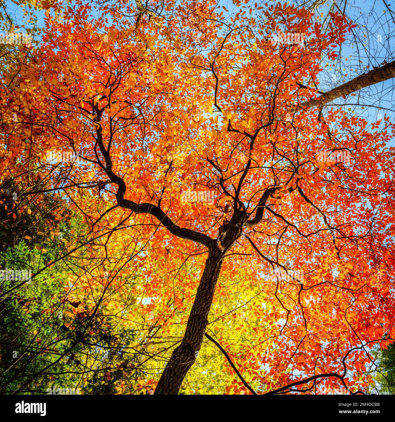Colorful fall foliage on a tree in a park near Asheville, North Carolina Stock Photo