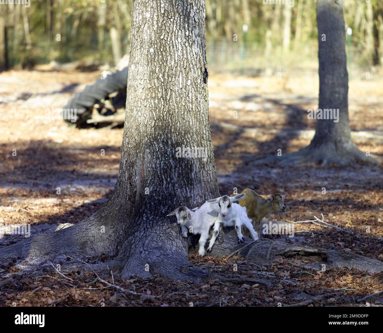 Several small baby goats playing together on a homestead Stock Photo