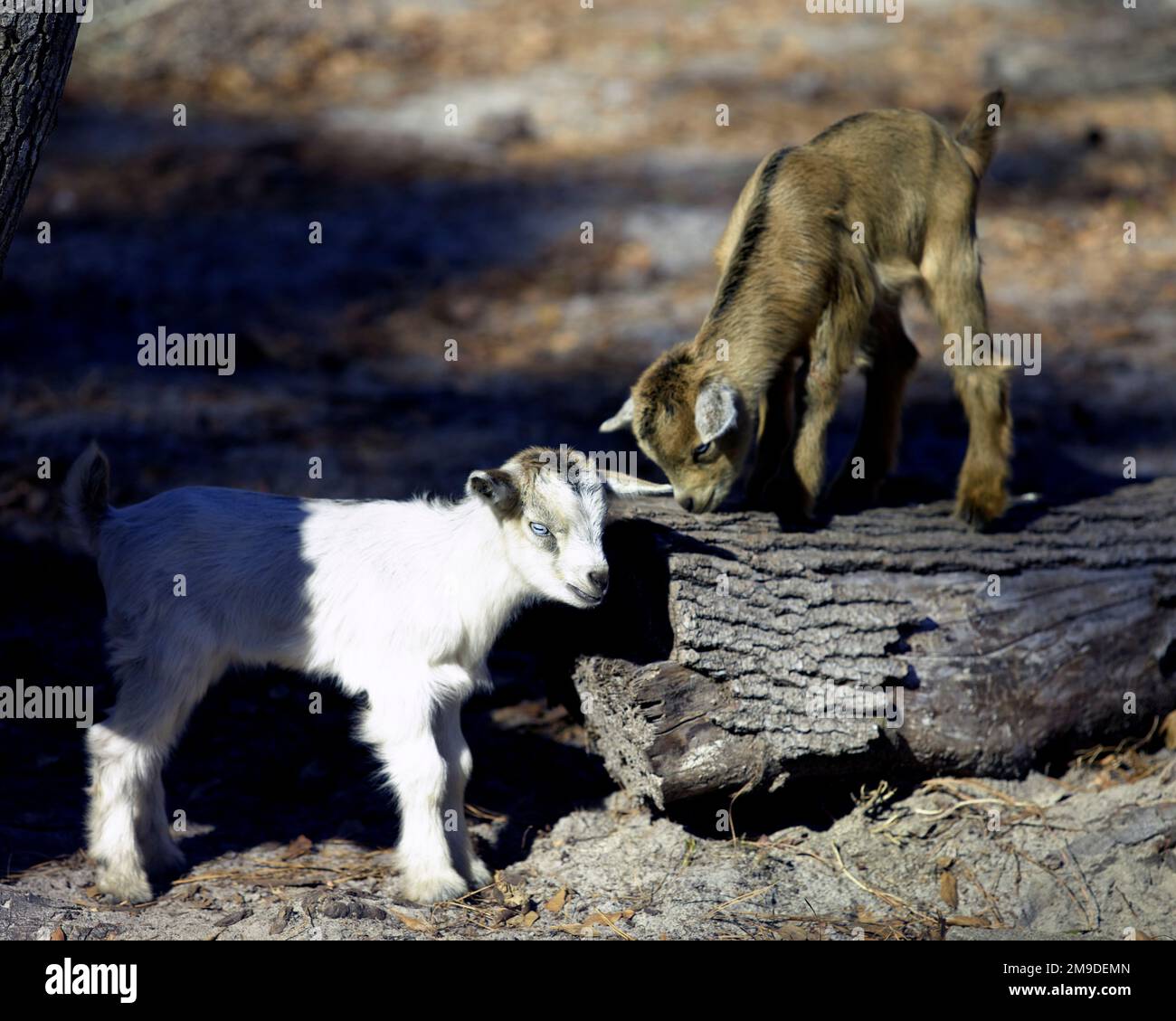 Two baby goats playing together on a log Stock Photo