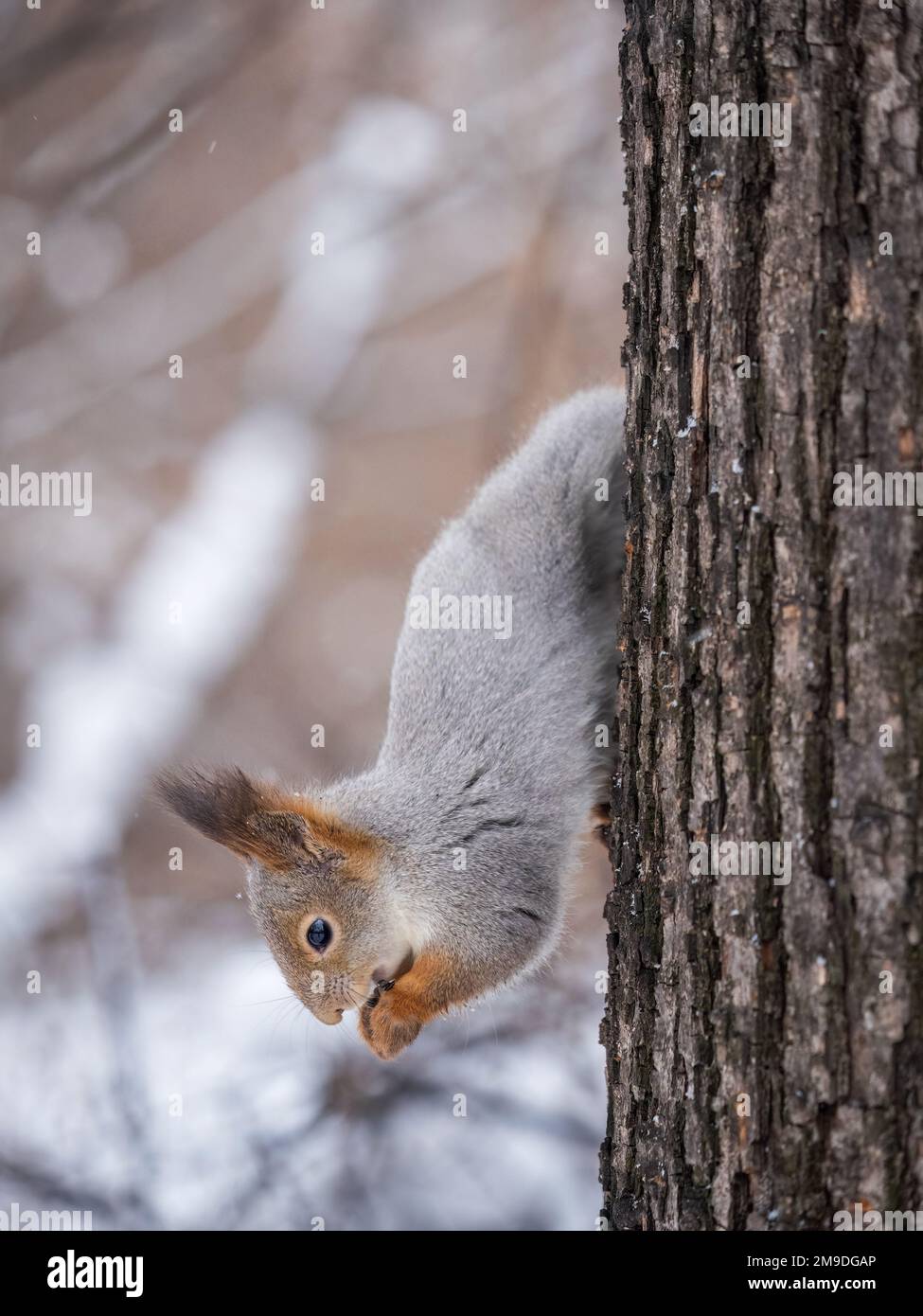 A squirrel sits upside down on a tree in winter and eats a nut. Eurasian red squirrel, Sciurus vulgaris Stock Photo