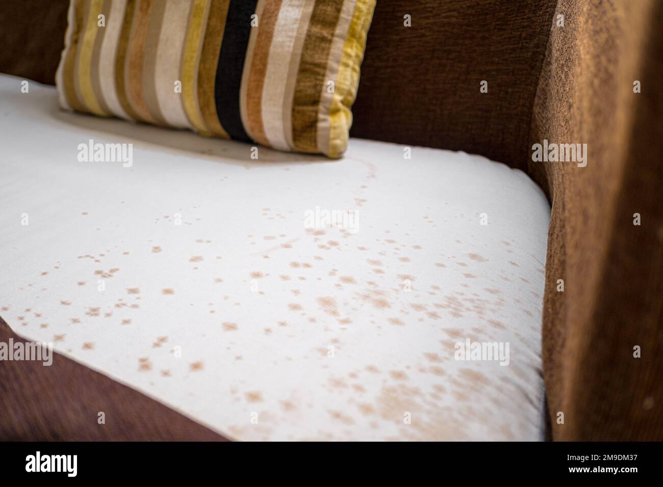 Mould under upholstery on the old sofa. Stock Photo