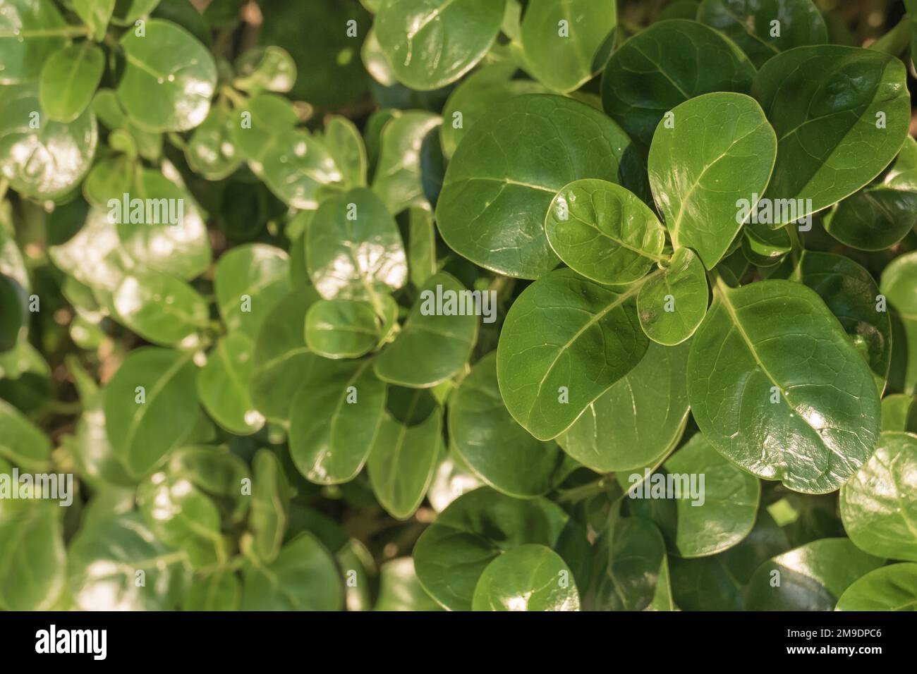 tree bedstraw or mirror bush with shiny leaf outdoor in daytime Stock Photo