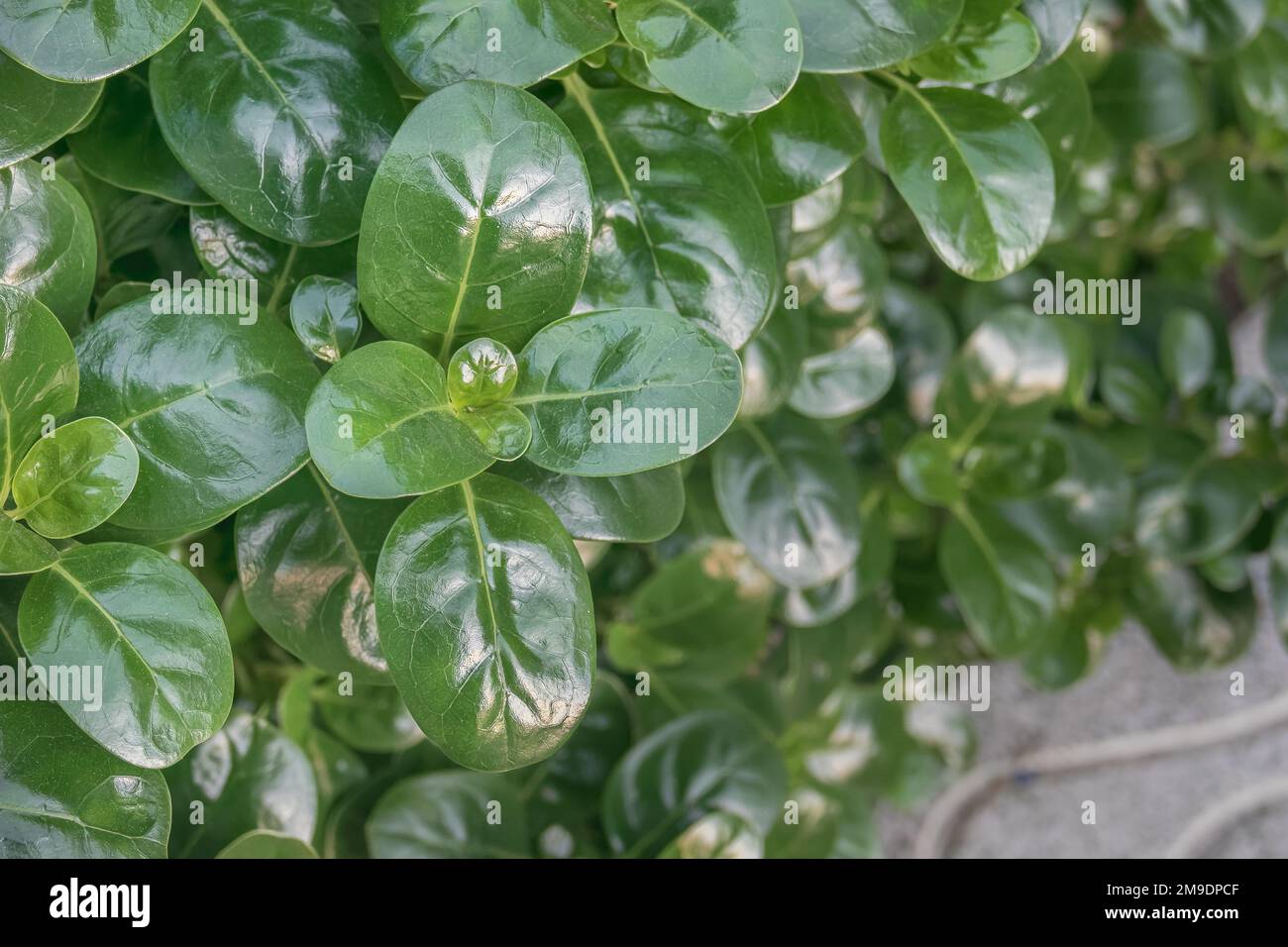tree bedstraw with shiny leaf growing outdoor in daytime Stock Photo