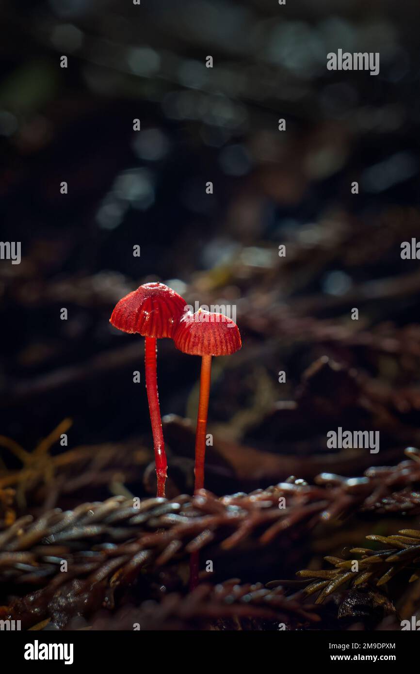 Ruby Bonnet (Cruentomycena viscidocruenta), tiny bright red mushrooms found in the forest floor in Auckland.  Vertical format. Stock Photo