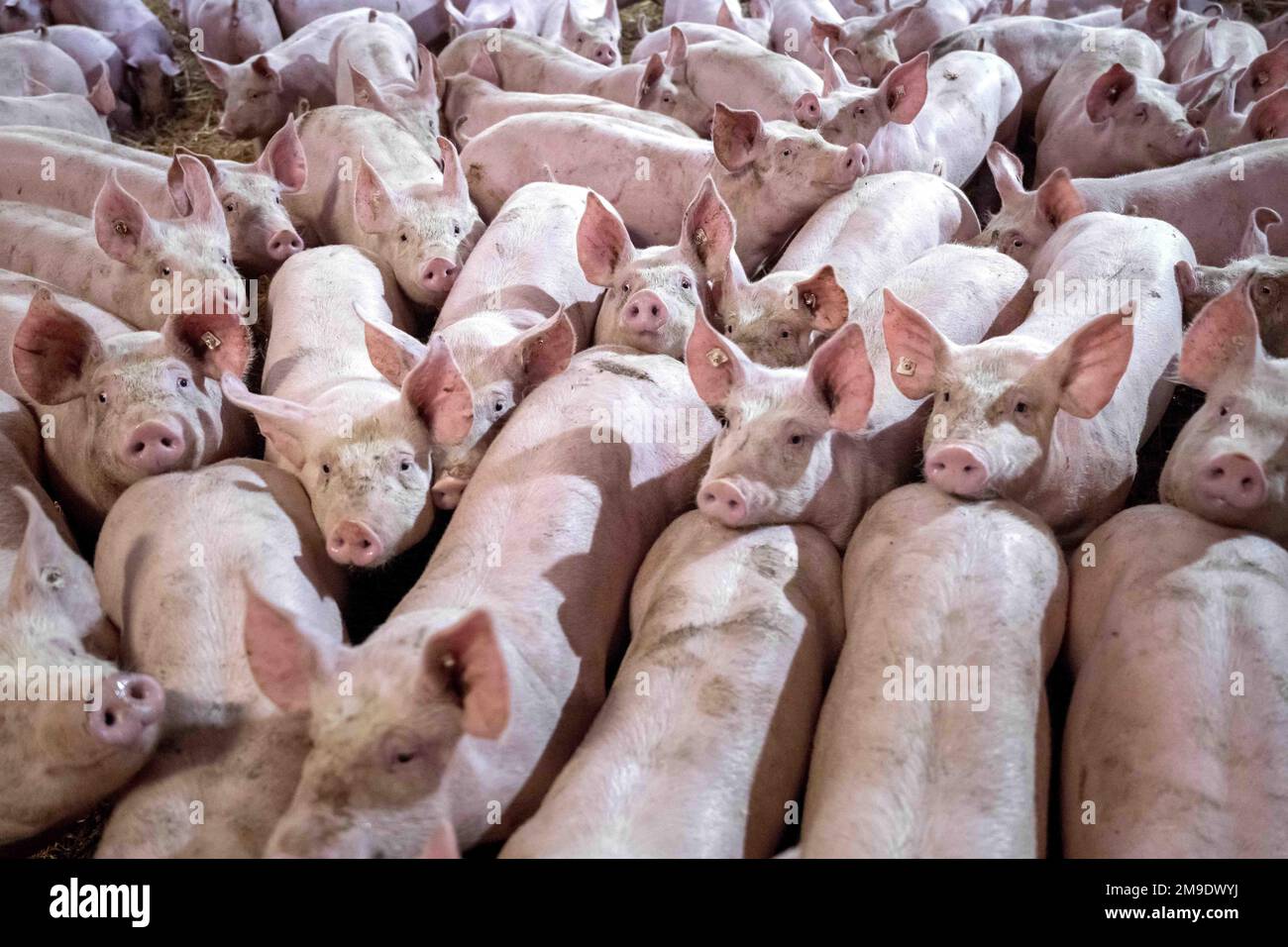 Kirchlinteln, Germany. 06th Jan, 2023. A group of pigs on Jörn Ehlers'  fattening farm is kept on straw. Animal rights activists are calling on  farmers, politicians and society to rethink farm animal