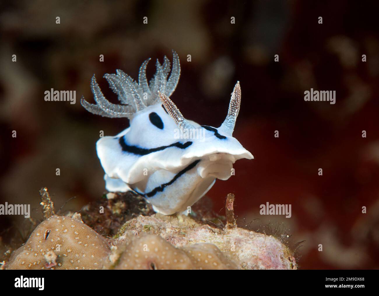 Willan's  chromodoris  nudibranch rests  on coral. Closeup of a of sea slug, a  dorid nudibranch, a shell-less marine gastropod mollusk crawling on co Stock Photo