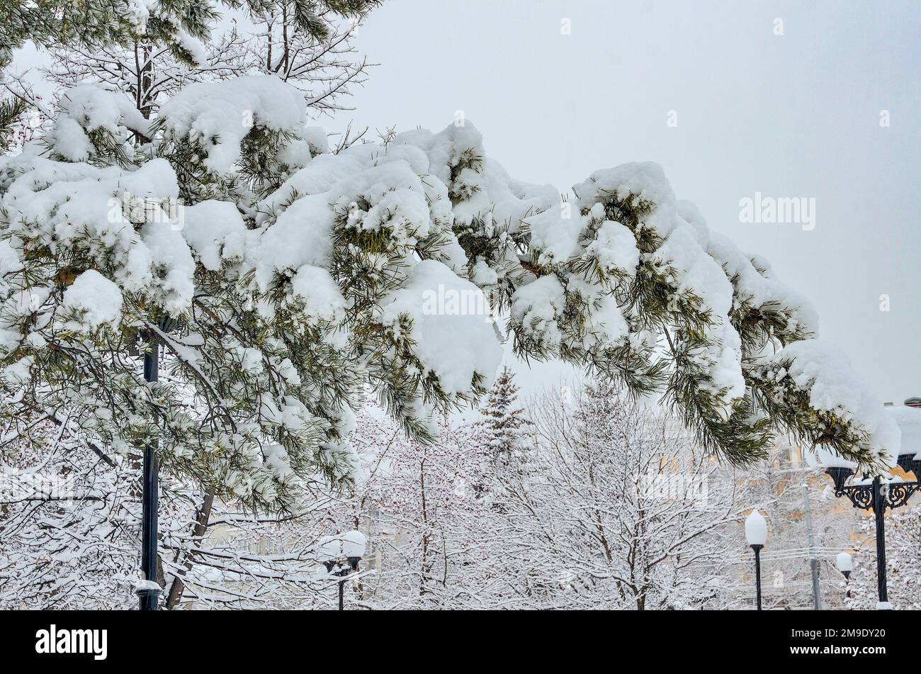 Pine needles covered with soft white snow hi-res stock photography and ...