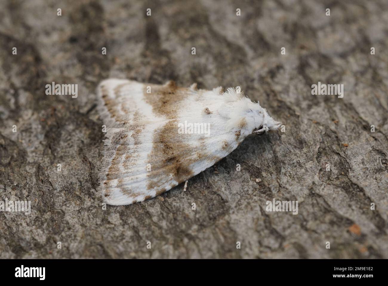 Detailed closeup on the not so common encountered Kent black arches nolidae moth, Meganola albula sitting on wood Stock Photo