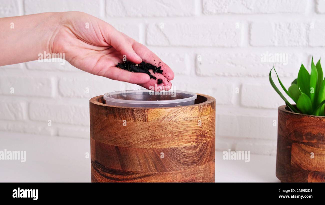 Woman gardener pours coal for planting a houseplant in a pot, home
