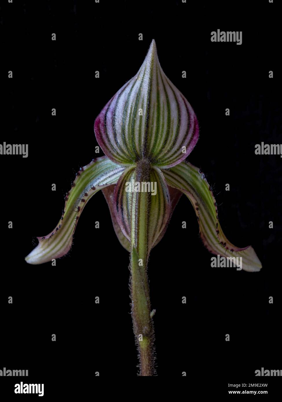 Back side closeup view of beautiful purple, green and white lady slipper orchid flower paphiopedilum fowliei species isolated on black background Stock Photo