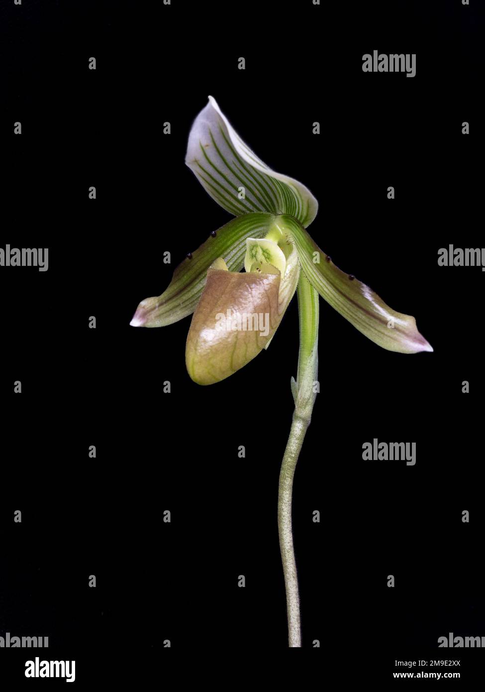 Side view of beautiful green, white and brown lady slipper orchid flower paphiopedilum callosum var potentianum species isolated on black background Stock Photo
