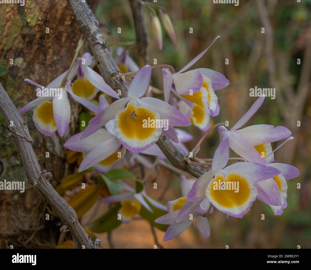 Colorful yellow purple and white flowers of dendrobium crystallinum tropical epiphytic orchid species on natural garden background Stock Photo