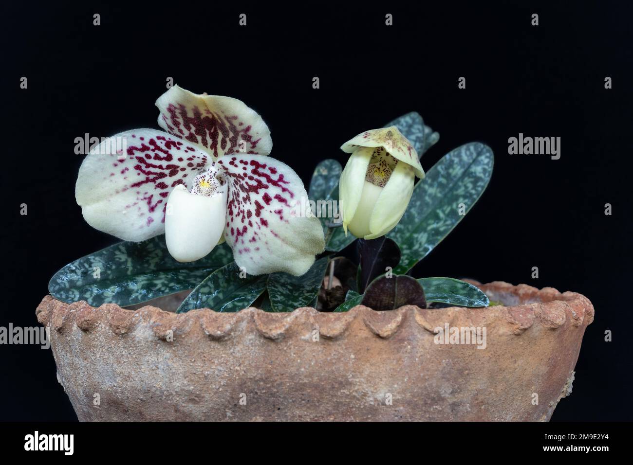 Close up view of lady slipper orchid species paphiopedilum godefroyae var leucochilum with flower and bud ready to bloom isolated on black background Stock Photo