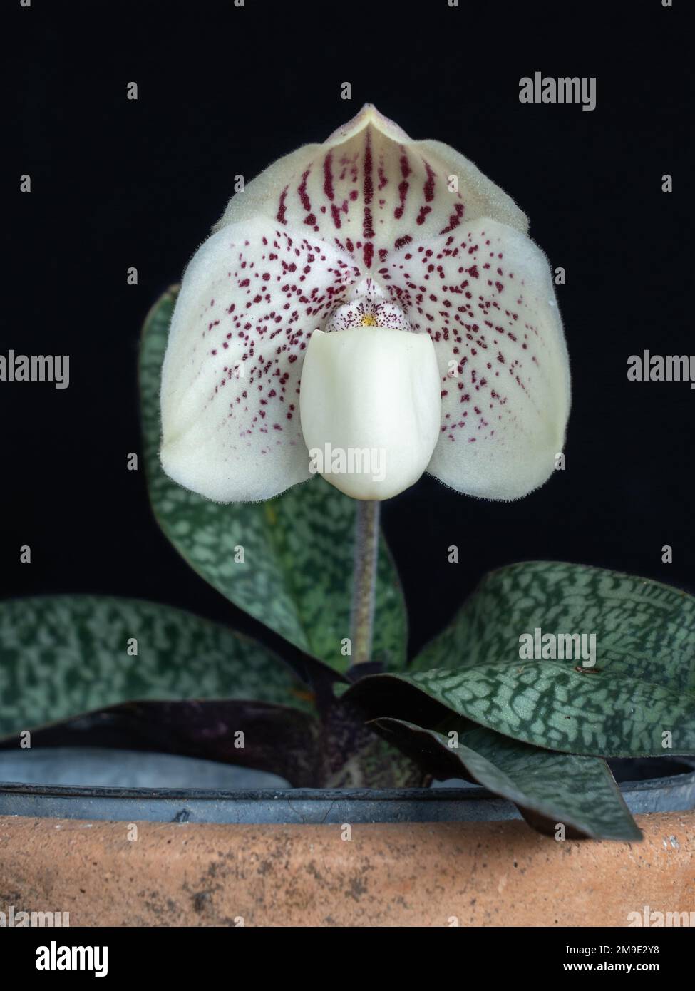 Close-up view of white and purple flower of paphiopedilum godefroyae var ang-thong, a wild orchid species from Thailand, isolated on black background Stock Photo