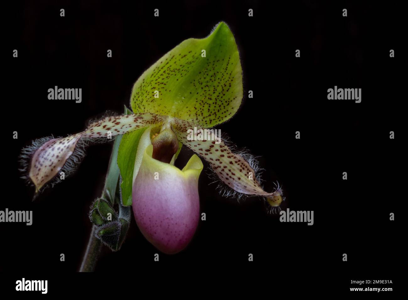 Closeup view of colorful yellow green and purple flower of lady slipper orchid species paphiopedilum moquetteanum isolated on black background Stock Photo