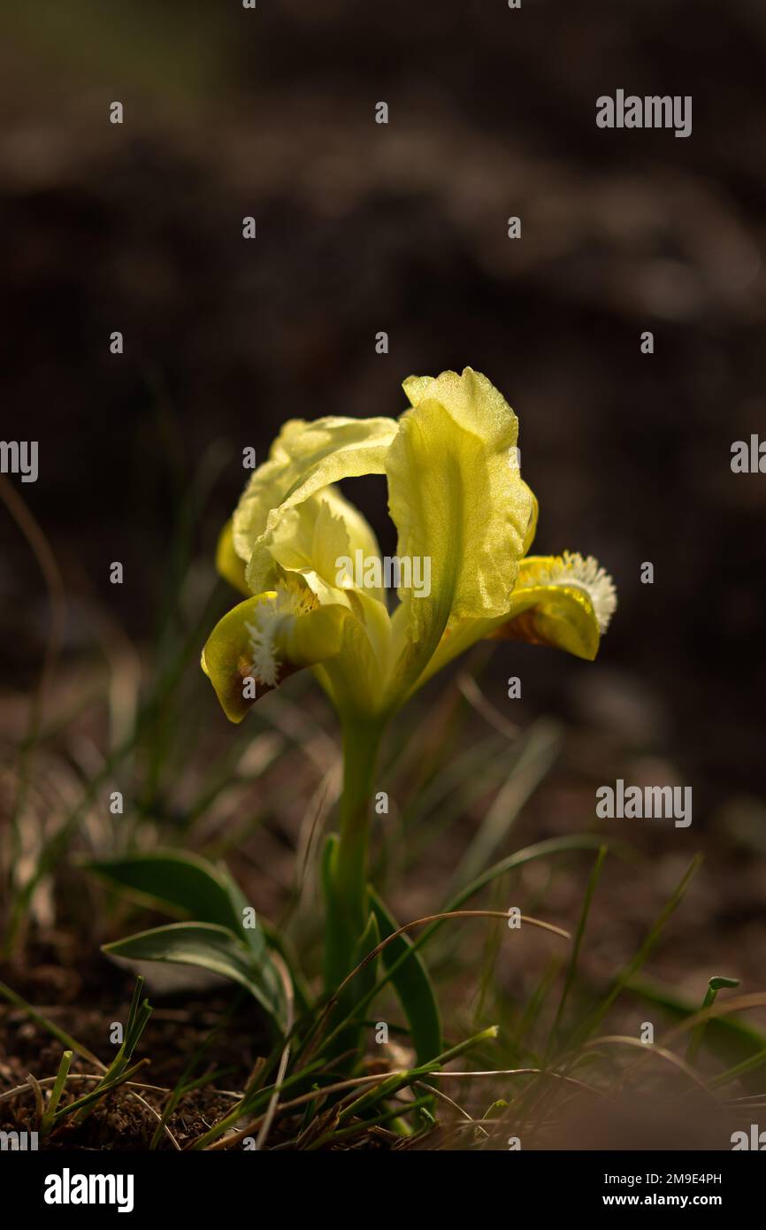 Wild yellow iris pumila blooms in the meadow. Beautiful sunny spring landscape with wild flowers. Green grass, delicate flowers, the concept of spring Stock Photo