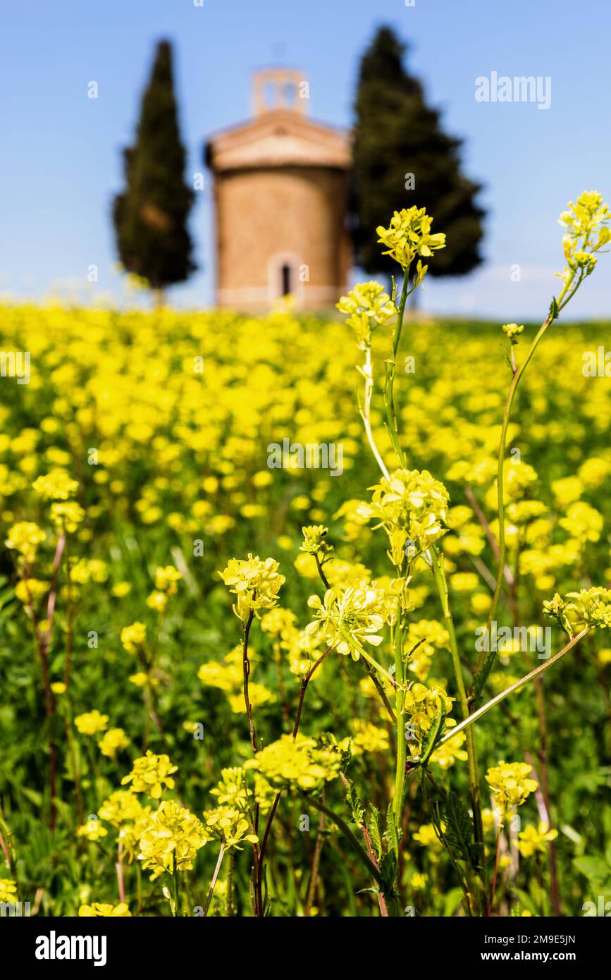 Cappella della Madonna di Vitaleta, a famous chapel in the Val d'Orcia in Tuscany, Italy; focus on foreground. Stock Photo