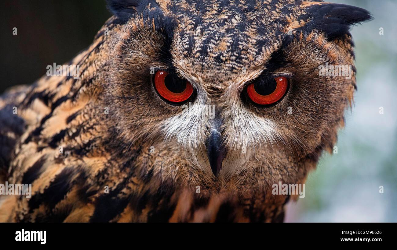 Bengal Eagle Owl, indian eagleowl (Bubo bengalensis), attentive view, captive, Bird Park